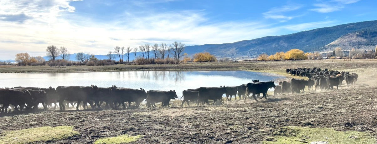 Cattle grazing near a pond with mountains in the background